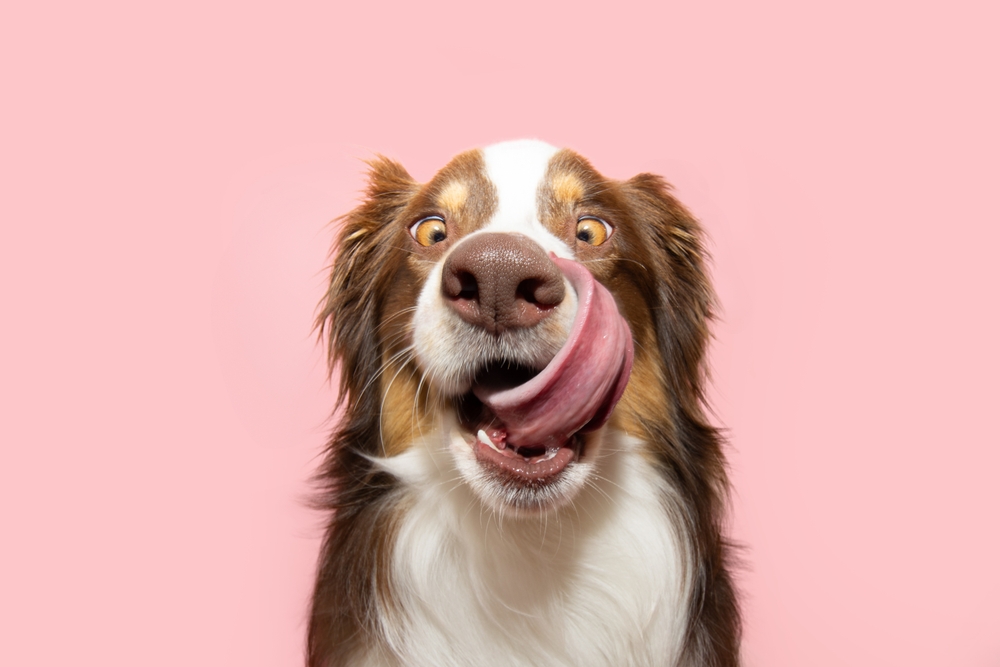 Funny and hungry Australian shepherd puppy dog eating and licking its lips with tongue. Isolated on pink pastel background on summer or spring season