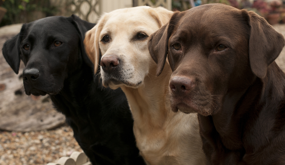 lovely labradors