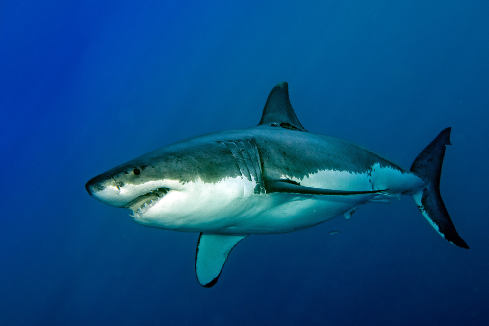 Great White shark while coming to you on deep blue ocean background