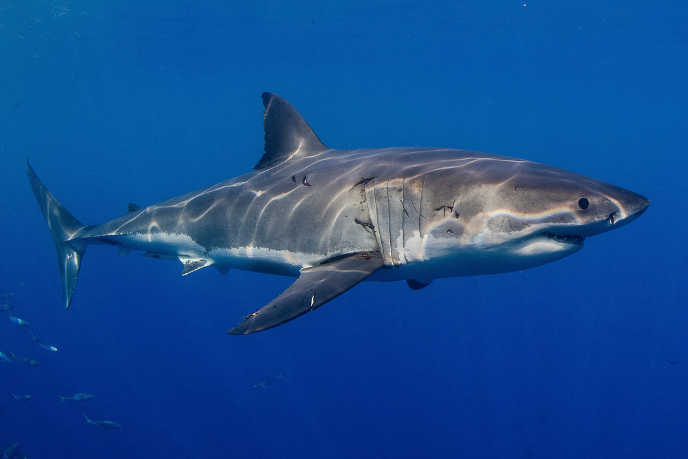 Great white shark, South Africa