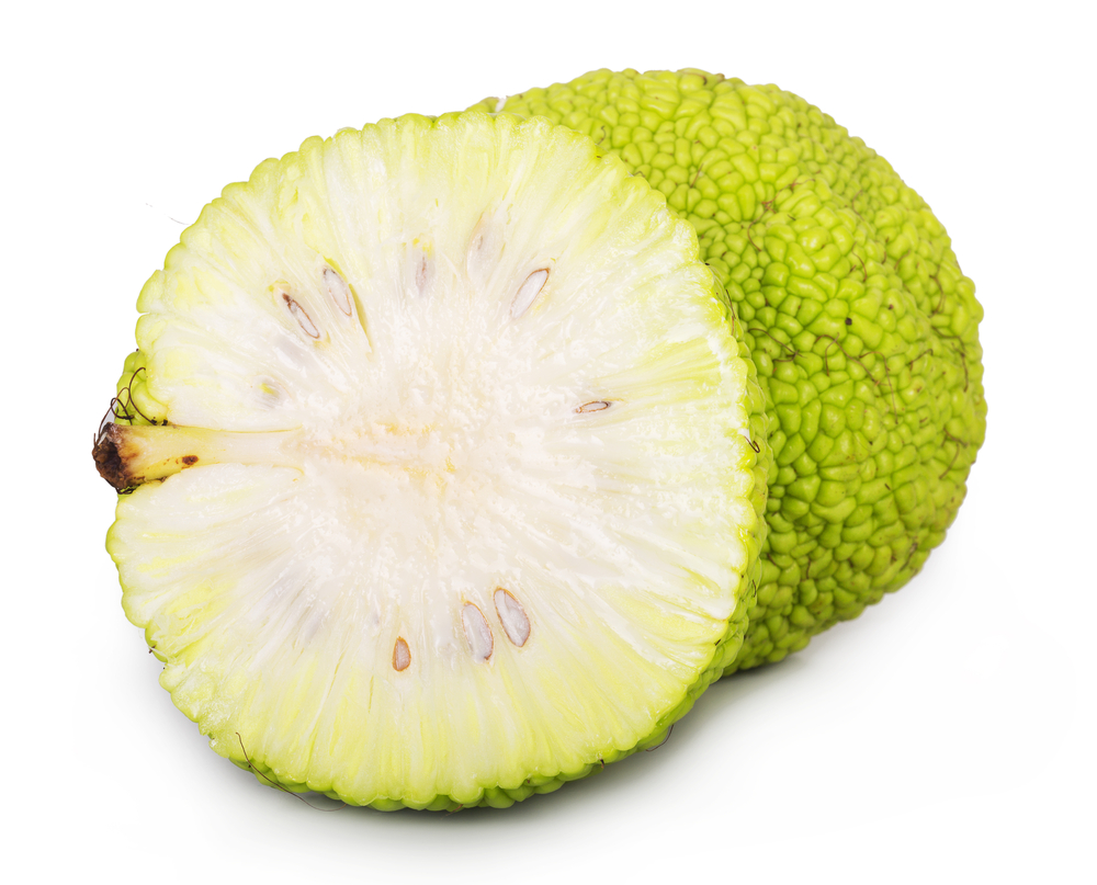 Adam's apple isolated on white background. maclura