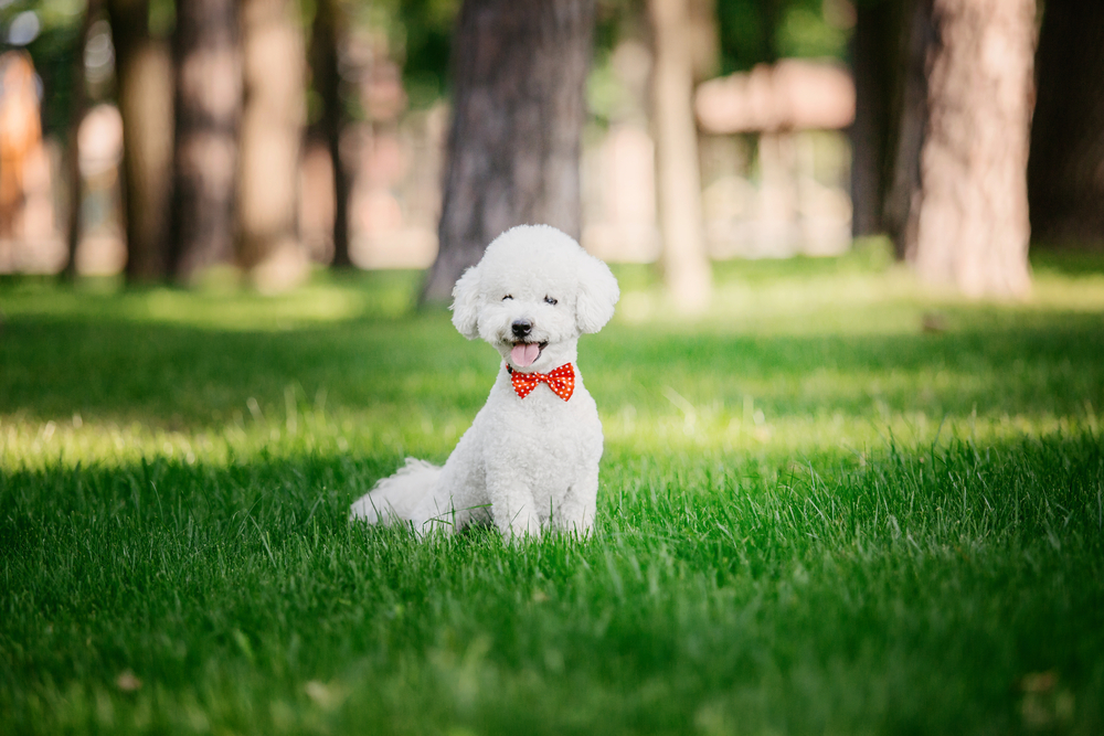 Bichon frise dog close up portrait