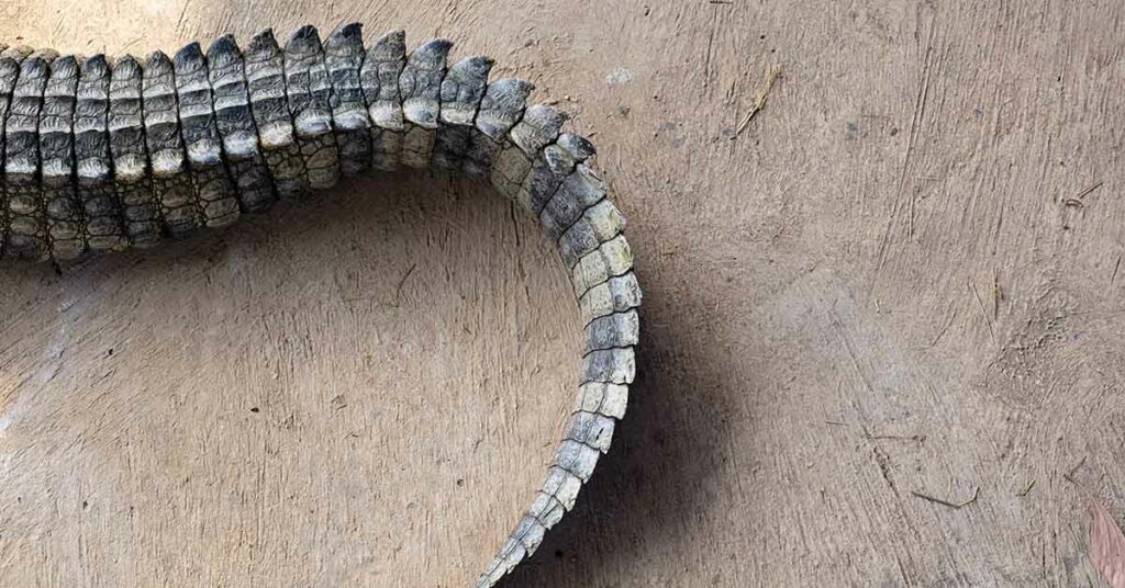 Alligator Spotted With Missing Top Jaw Has People Confused - Featured image