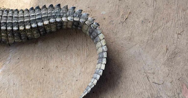 Alligator Spotted With Missing Top Jaw Has People Confused - Featured image