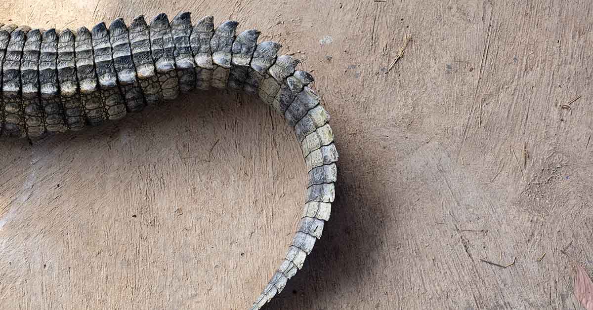 Alligator Spotted With Missing Top Jaw Has People Confused