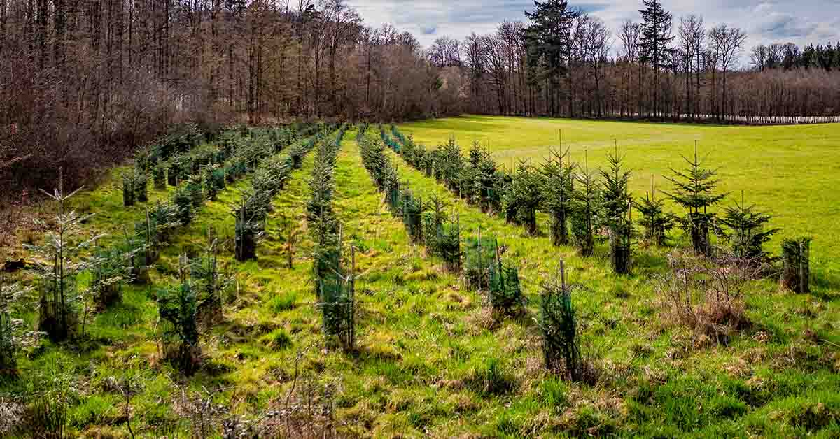 High-Tech Drones Are Giving Reforestation a Helping Hand
