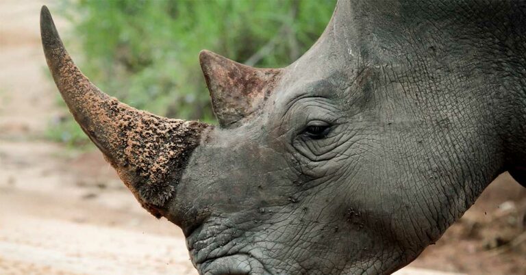 Scientists Make Live Rhino Horns Radioactive to Fight Poaching in South Africa - Featured image