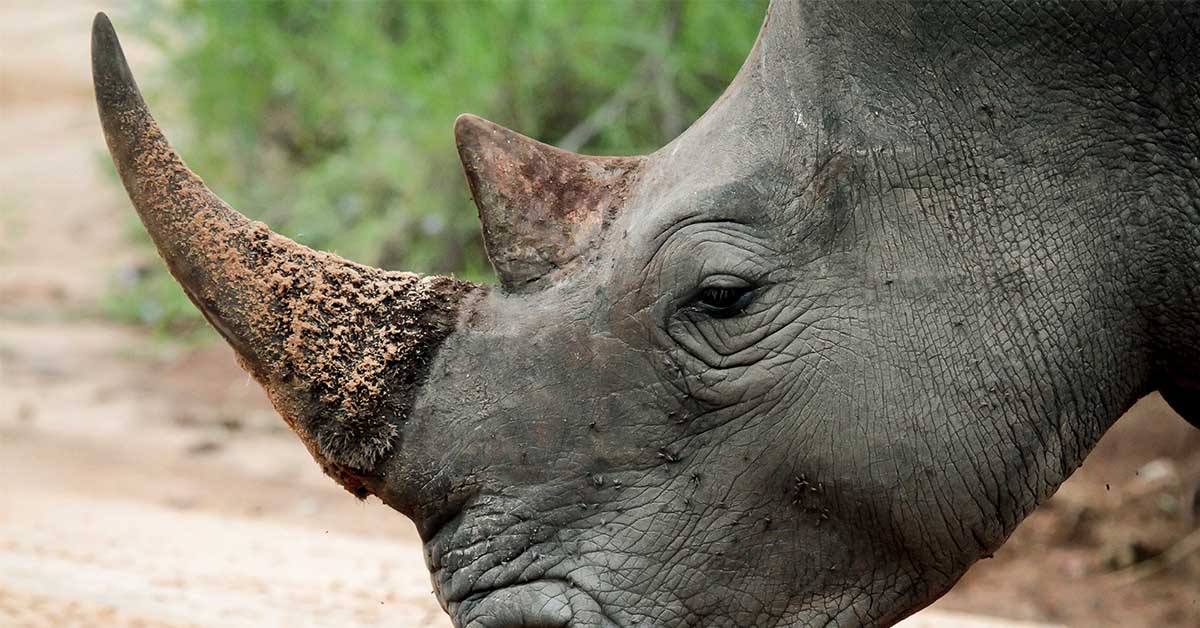 Scientists Make Live Rhino Horns Radioactive to Fight Poaching in South Africa