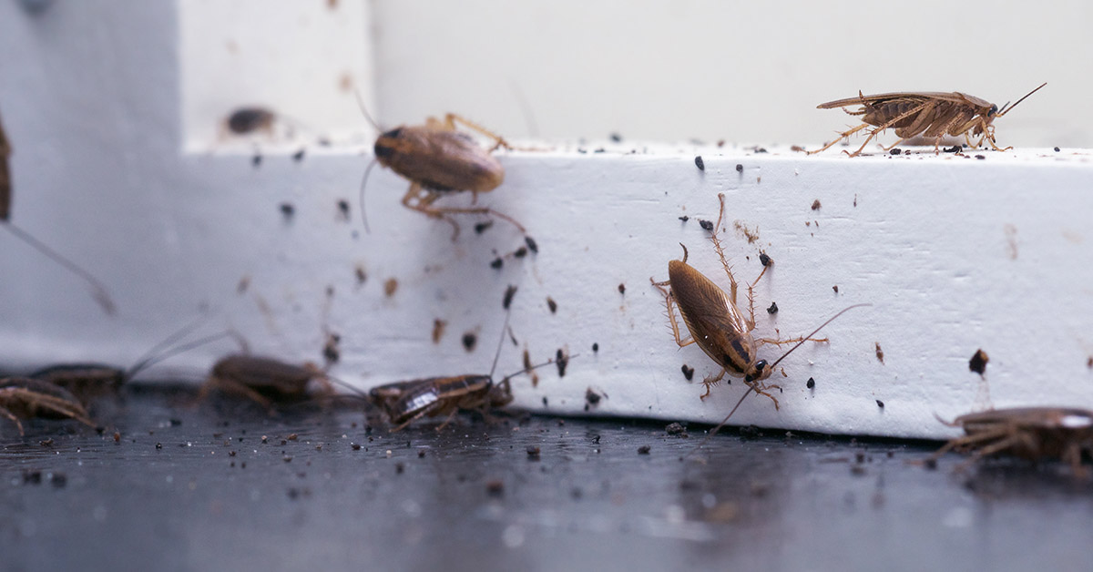 8 Simple and Cheap Ways To Deal With Cockroaches in Your Home