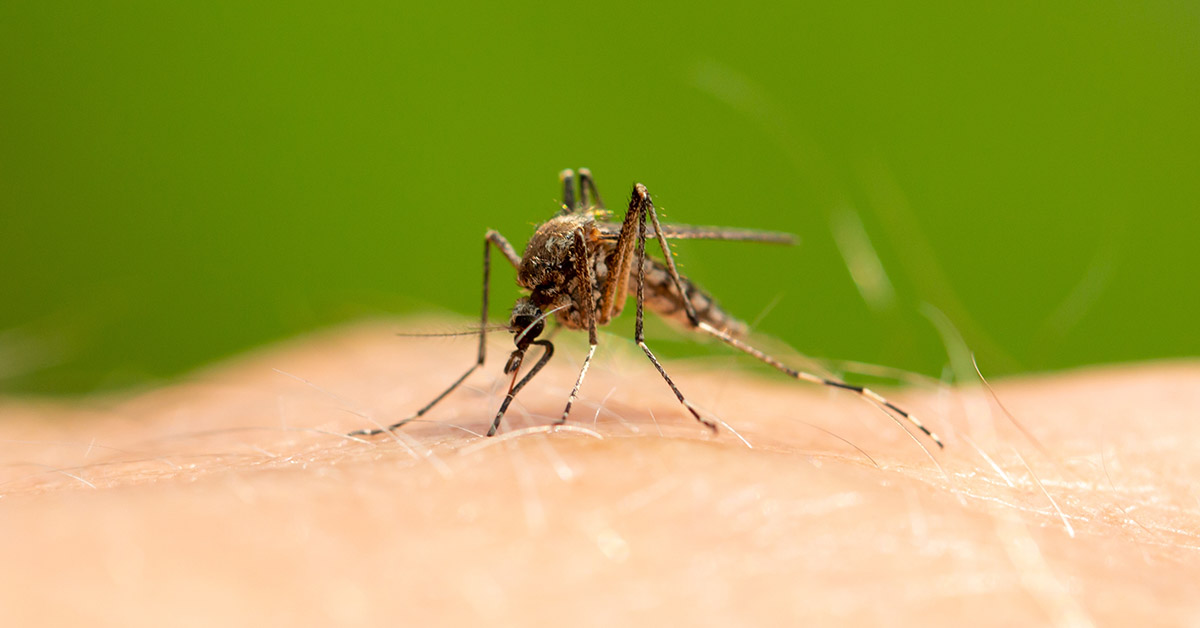 Why Mosquitos But Some People More Than Others