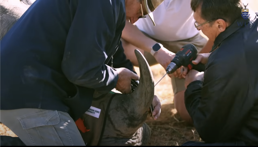 Larkin and his team drill into a sedated rhino's horn