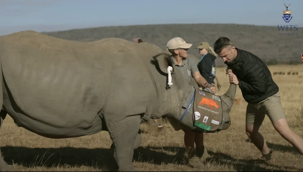 The team preparing a rhino for the radioisotope procedure