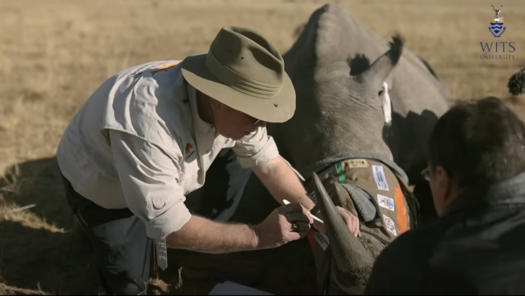 Larkin and his team insert radioactive chip into a rhino's horn