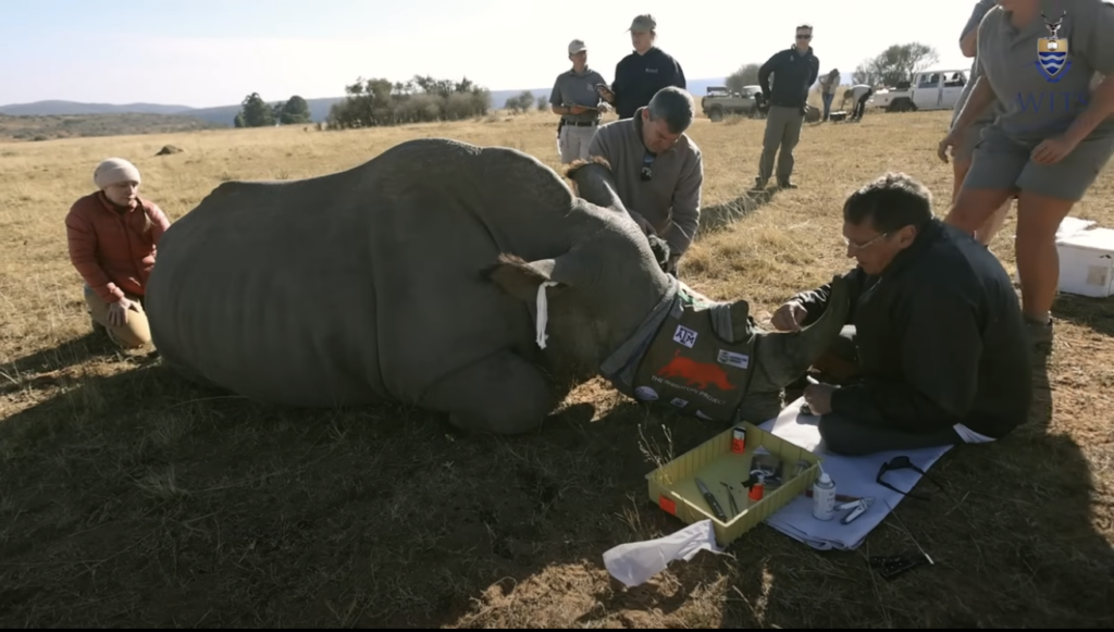 Larkin and his team put a radioactive chip into a rhino's horn to deter poachers