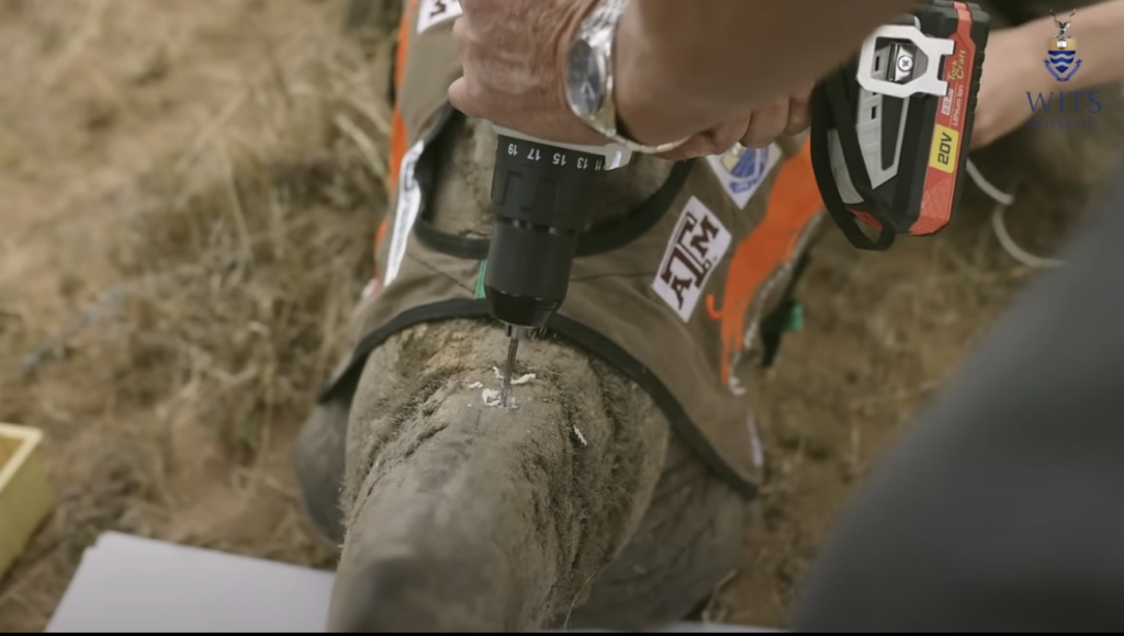 Larkin and his team drill into a sedated rhino's horn - close-up