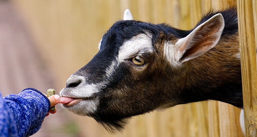 A hand feeding a goat through a wooden fence. 