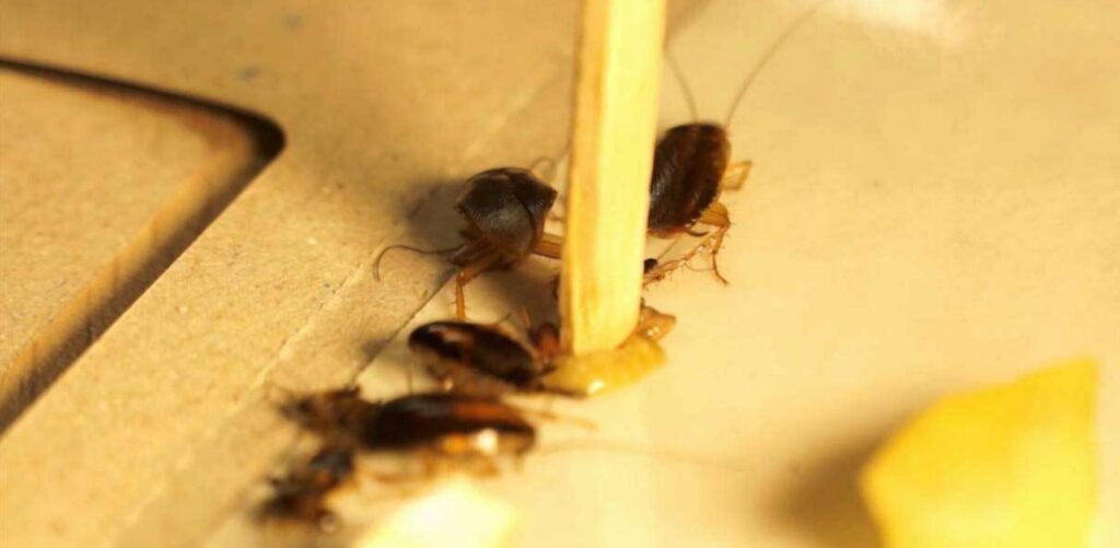 Cockroaches gravitating toward a toxic insecticide. 