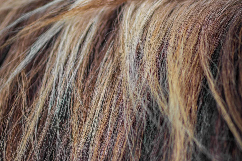 Close up of brown and gray hair.