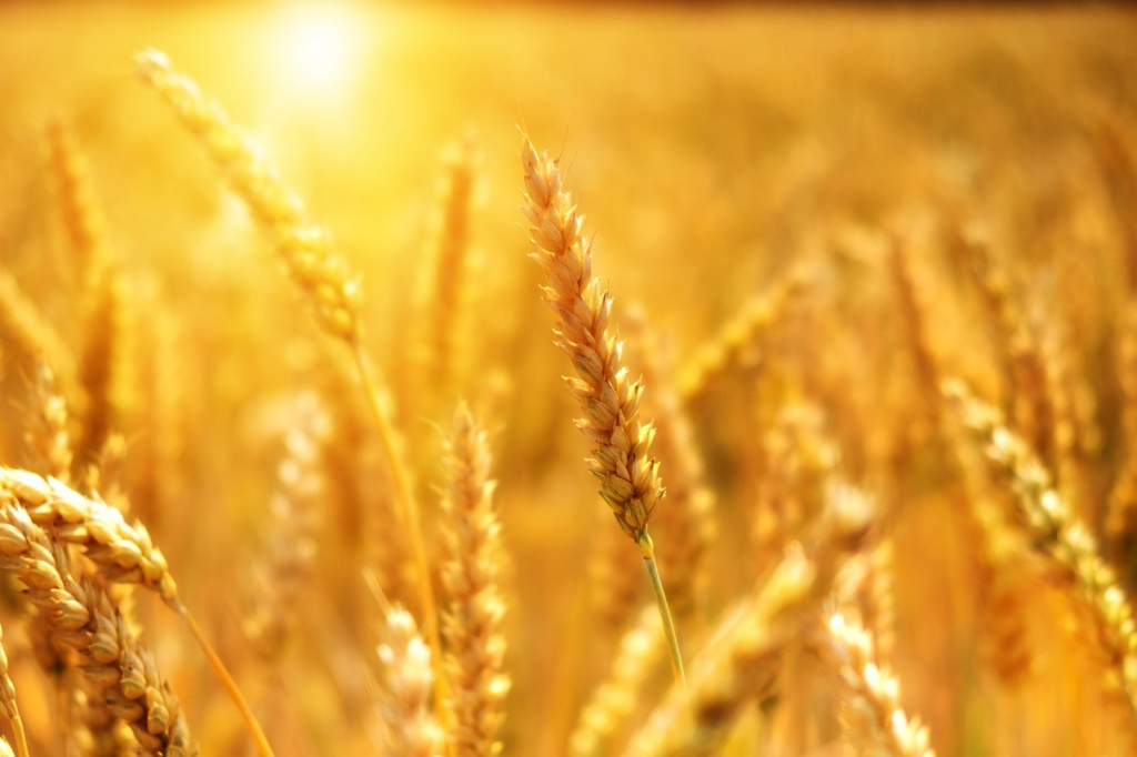 a field of grains