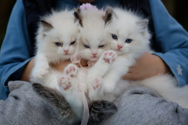 three blue-eyed kittens being held