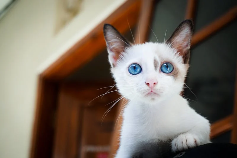 small blue-eyed ccat