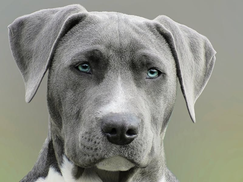 blue eyed dog