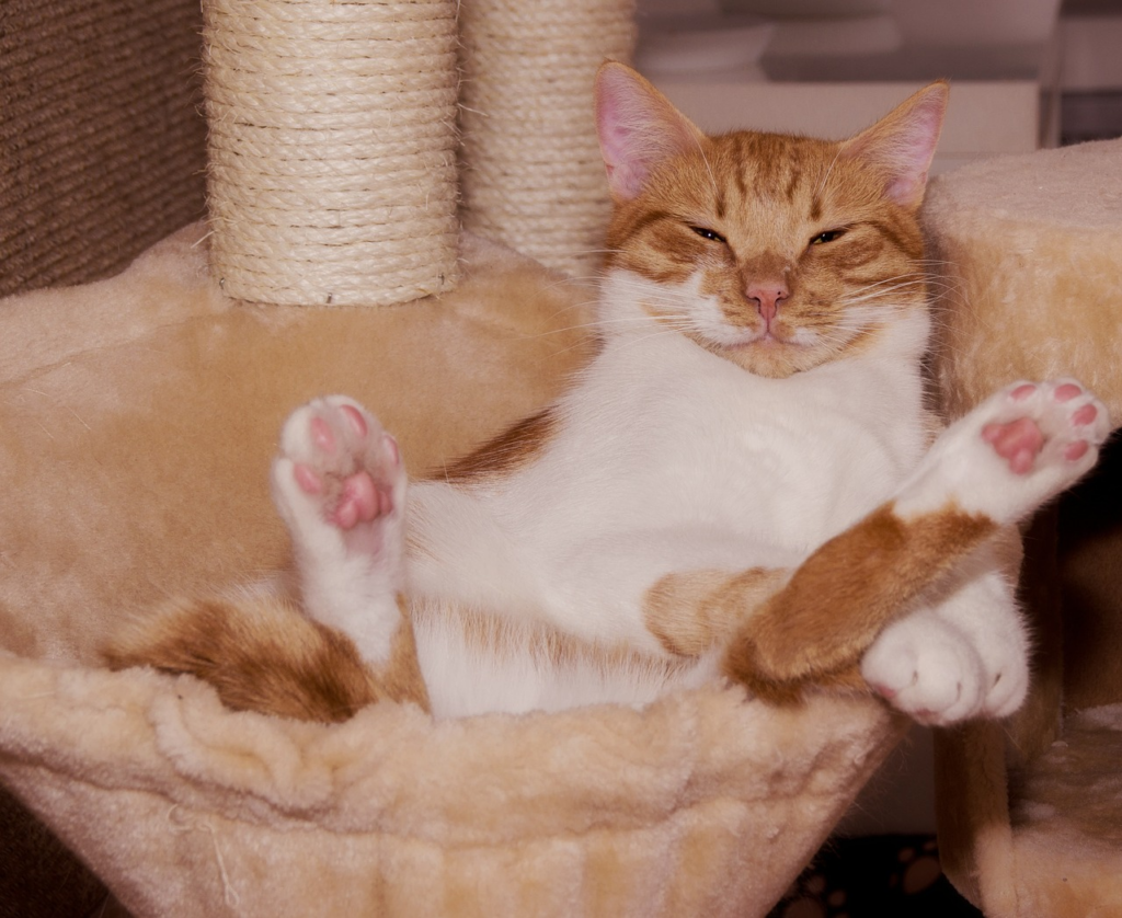 cat laying in a bed