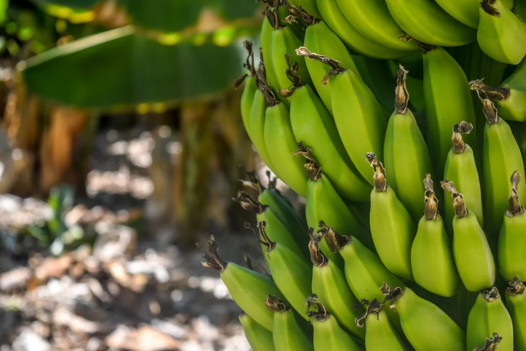green bananas on plant