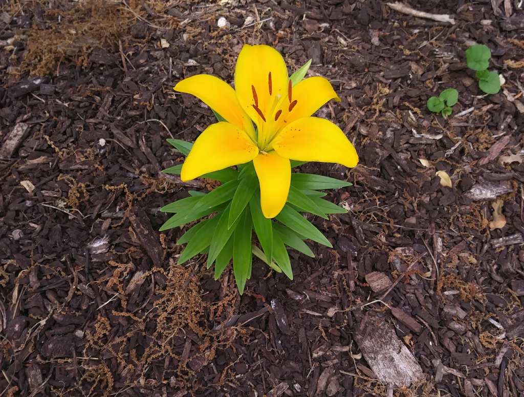 flower growing in mulch