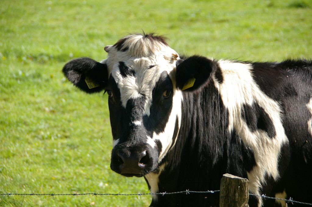 dairy cow in a field