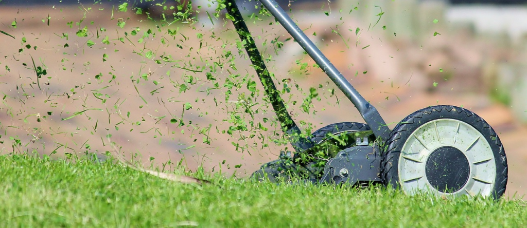 grass clippings on grass