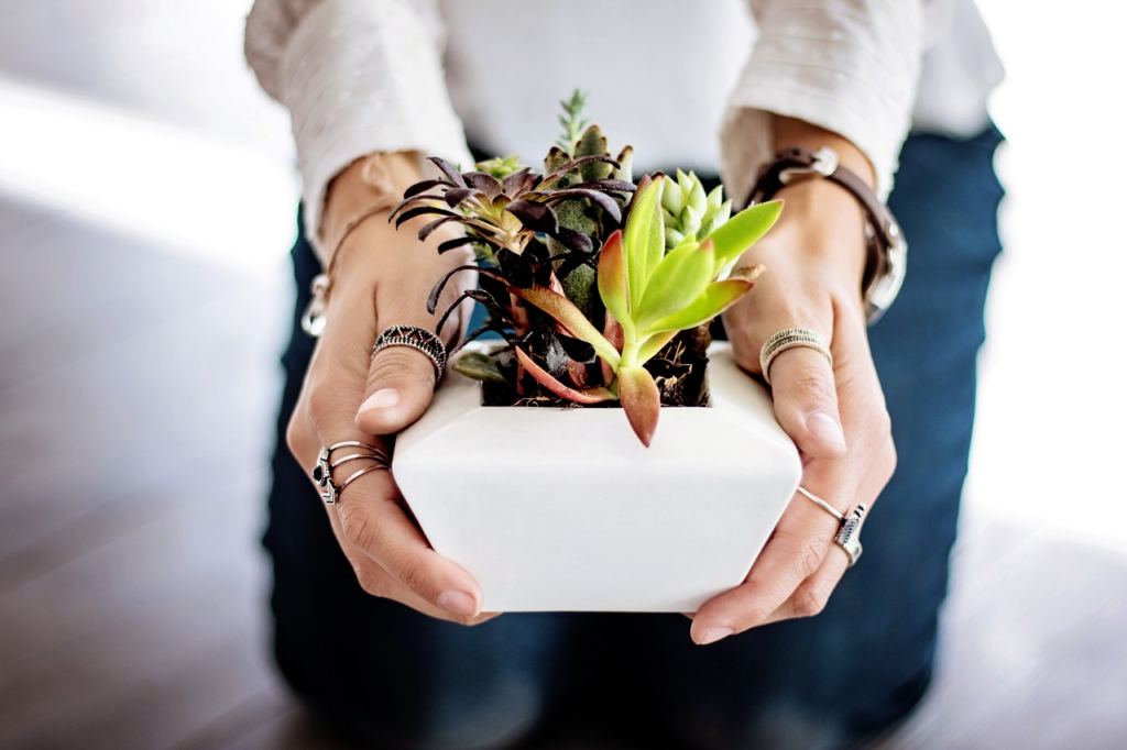 hands holding small pot of plants