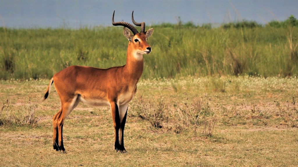 gazelle in the wild