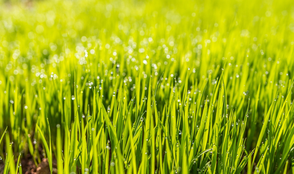 dewy grass