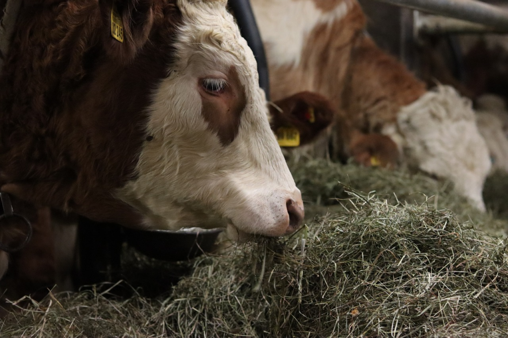 cow eating 