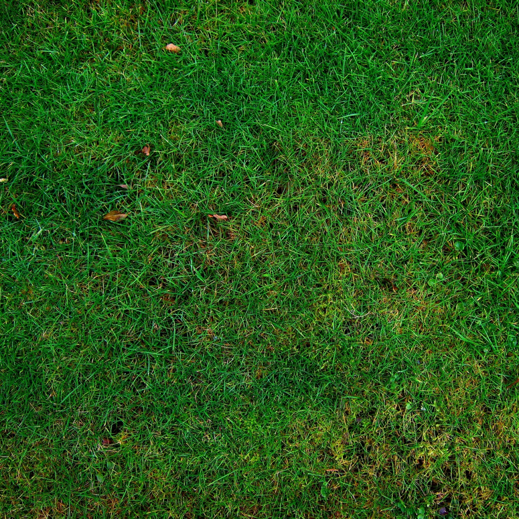 grass