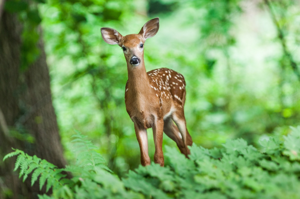 deer in forest