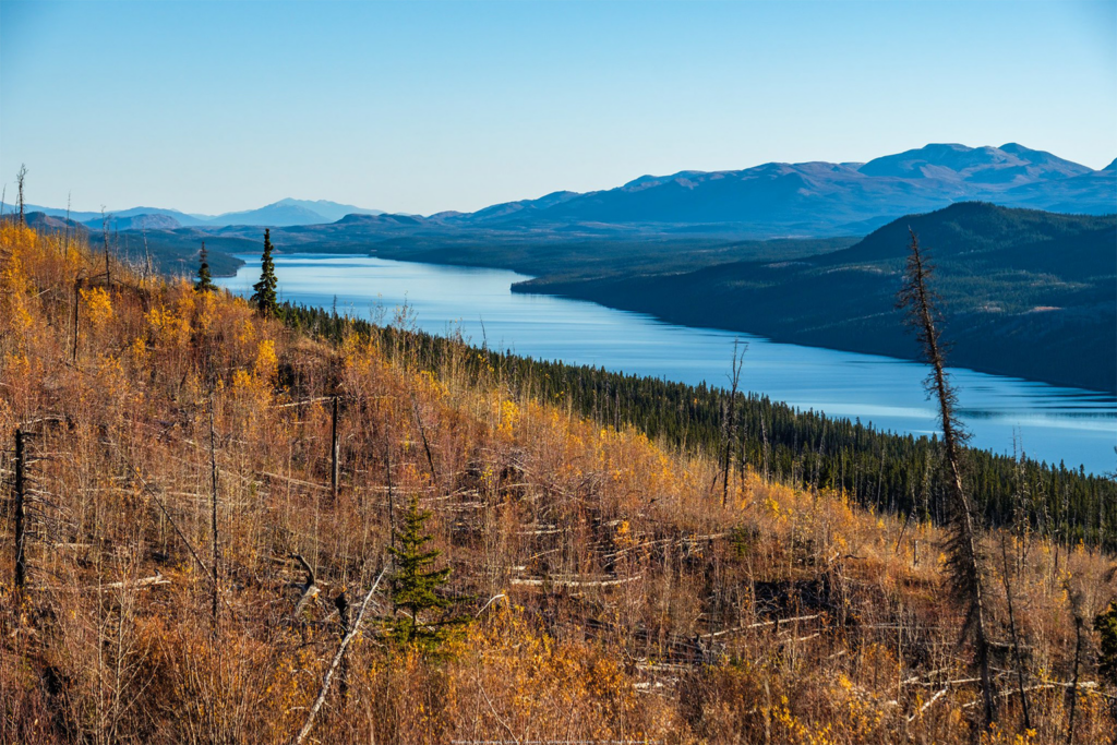 reforestation is a major necessity 
