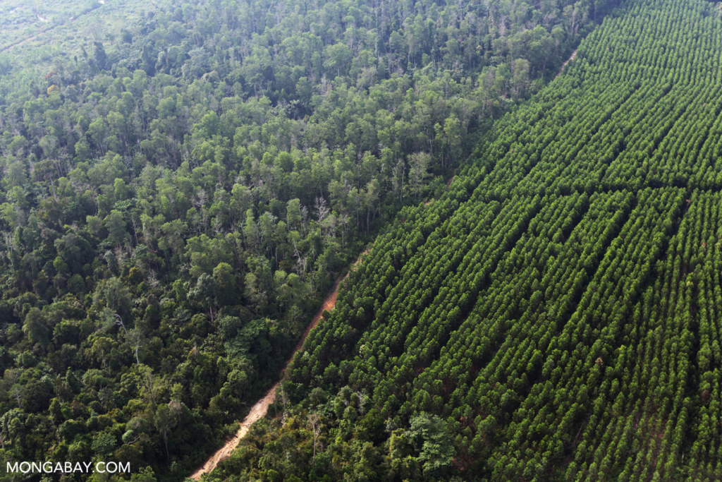 Tree plantations of a single species, known as monocultures, sequester less carbon than diverse, natural forests and are much more prone to fire and disease. This acacia plantation next to a natural forest in Indonesia presents a stark contrast.