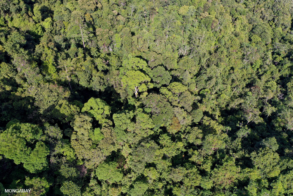 Selecting indigenous tree species suited to specific climate and ecological conditions is a challenge for reforestation projects. It becomes especially challenging when trying to restore long-degraded agricultural lands to a diverse and functional ecosystem, like this old-growth forest in Borneo, Indonesia