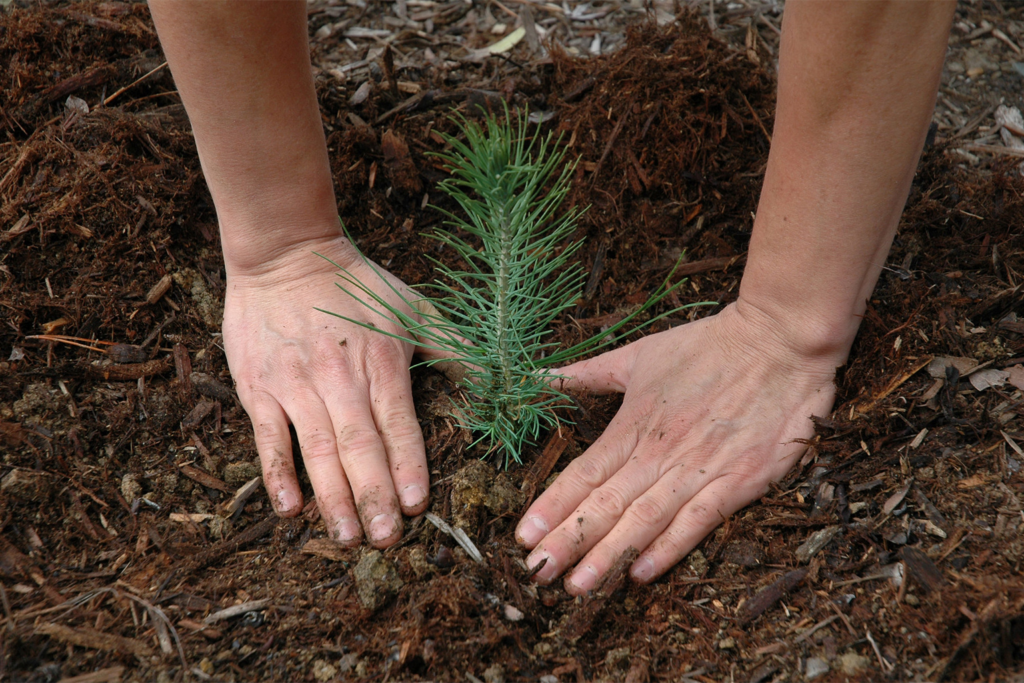 A pine seedling planted in California by the Pacific Southwest Forest Service to help the forest recover after wildfire. 