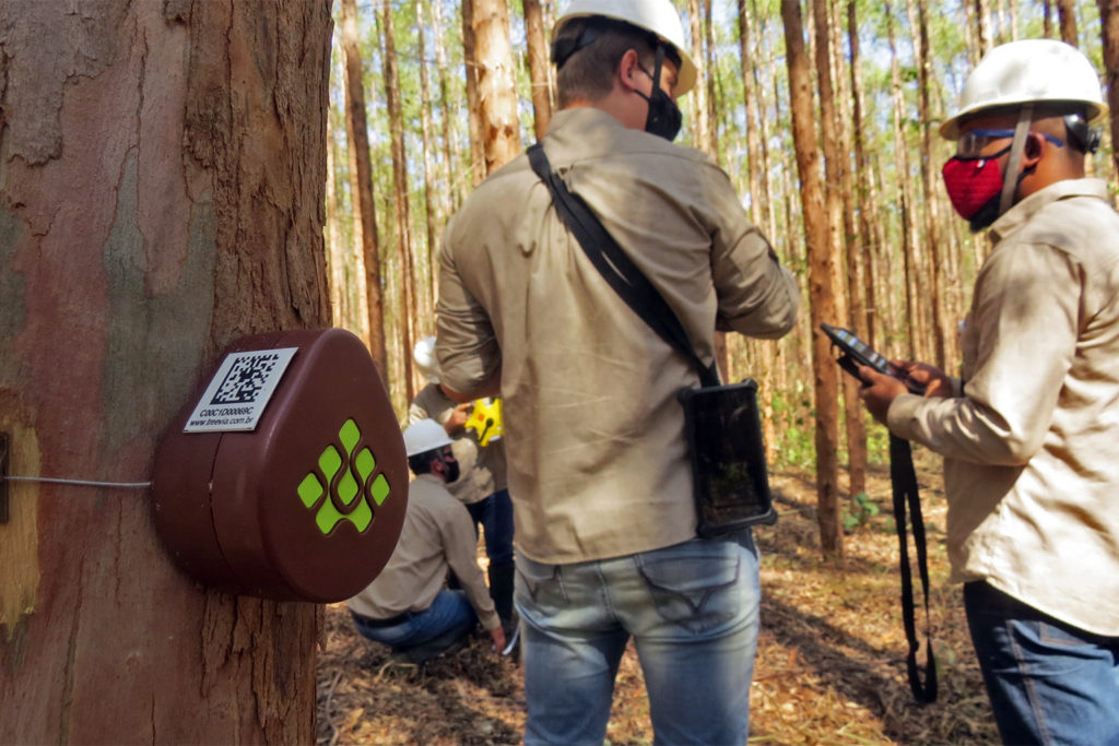 Treevia’s sensors can be fitted to tiny saplings and the elastic strap can stretch to up to 1 meter in diameter before it needs to be replaced with a larger one. 