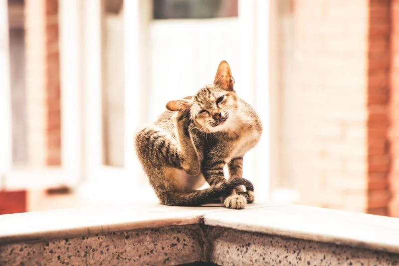 cat itching