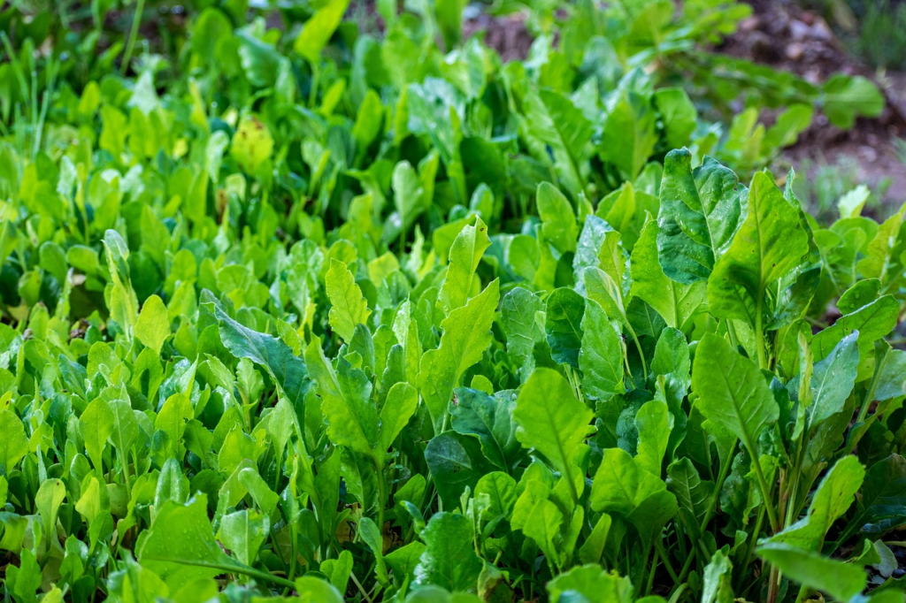 Greens growing naturally