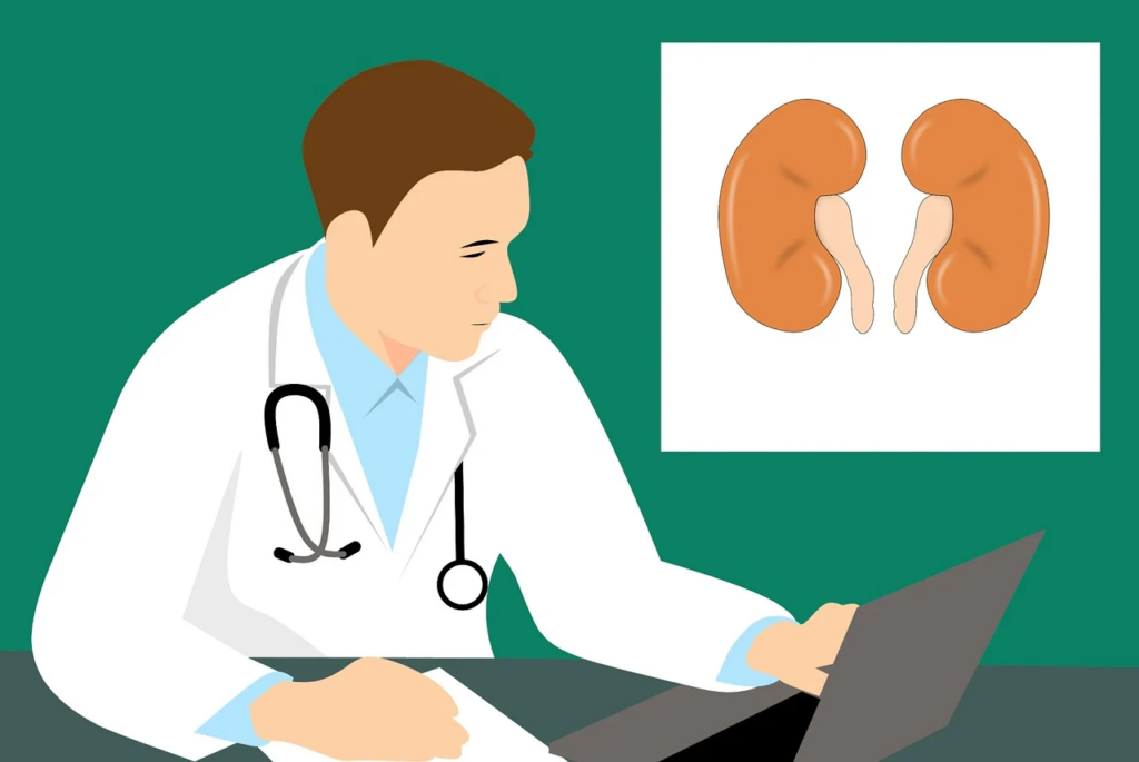 doctor looking at kidneys