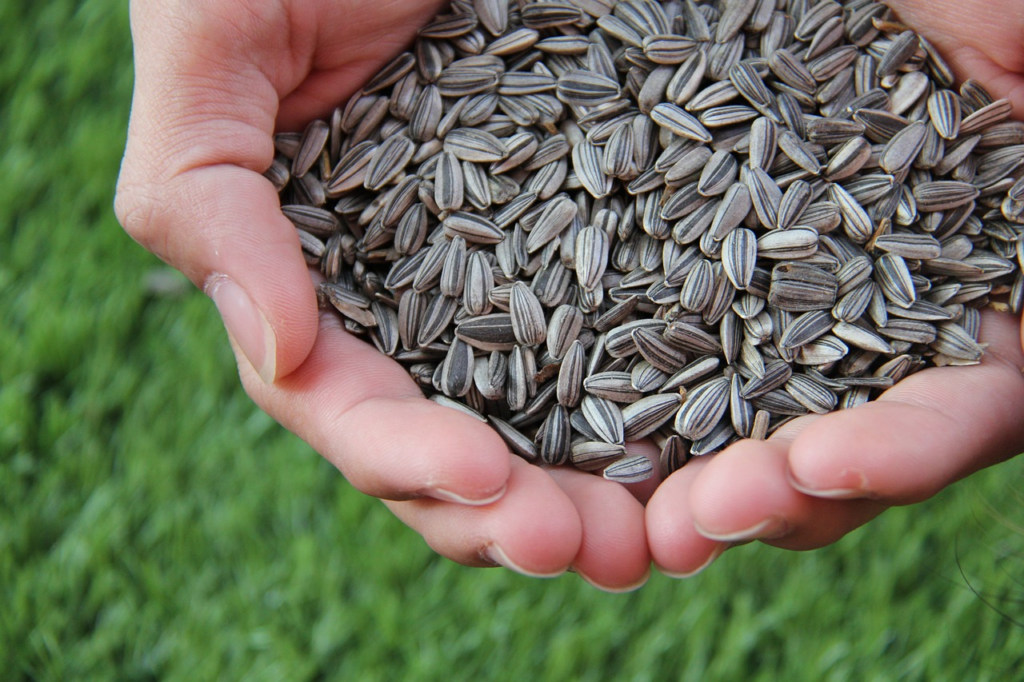 a two-handed handful of sunflower seeds