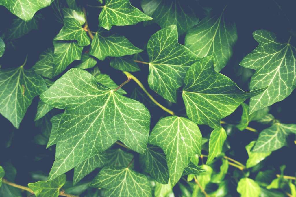poison ivy up close