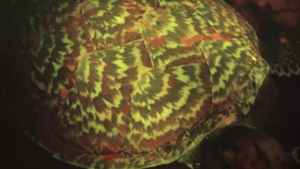 youtube turtle clip
