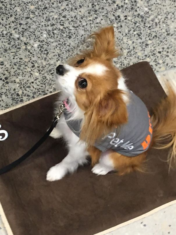 Therapy dog at airports