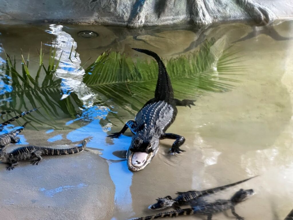 Jawlene in her new home among other baby alligators